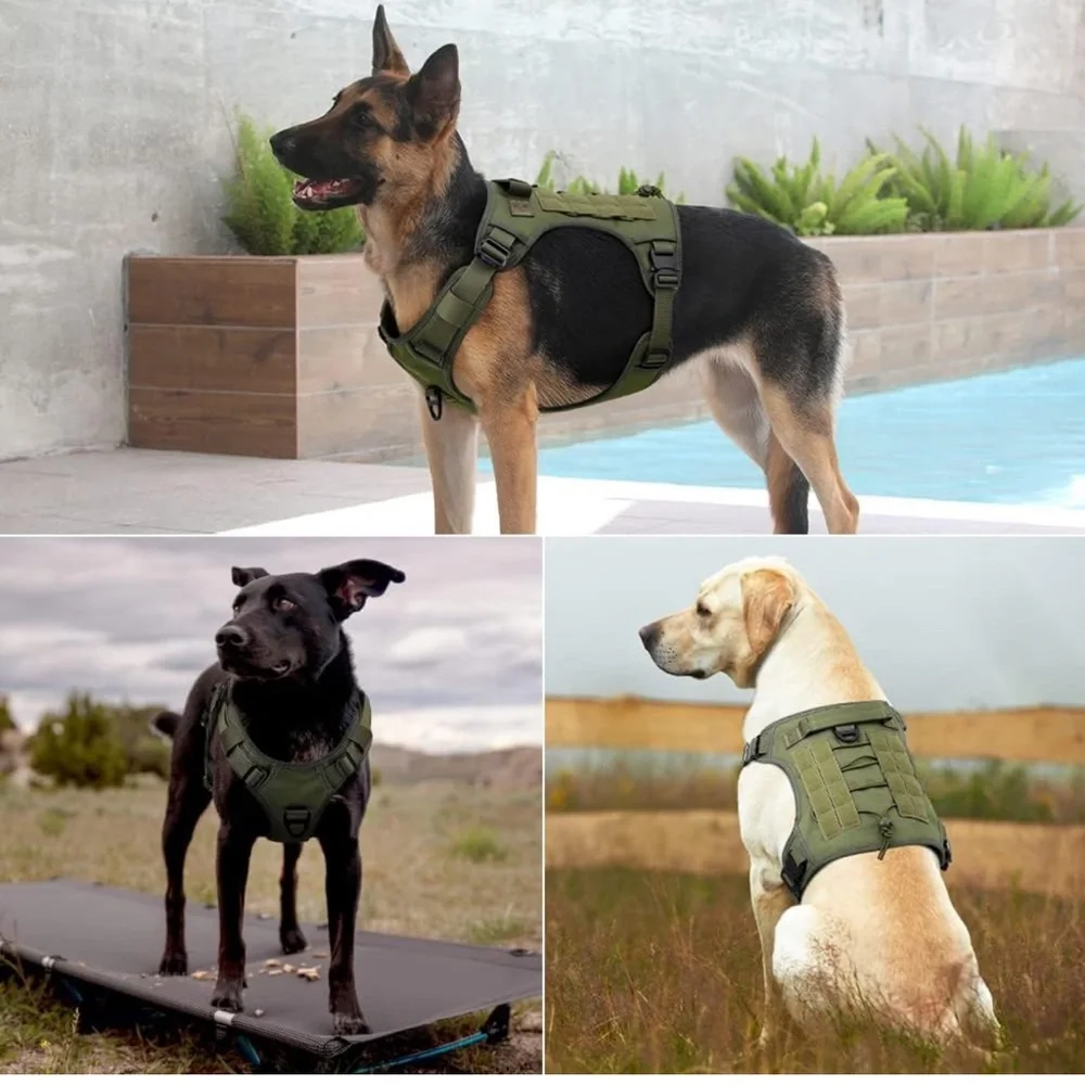 Amazon new dog